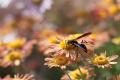 IMG_1037 wasp on flower